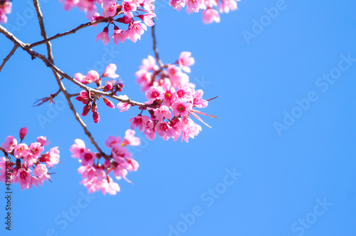 Close up of Wild Himalayan Cherry flowers or Sakura across blue sky