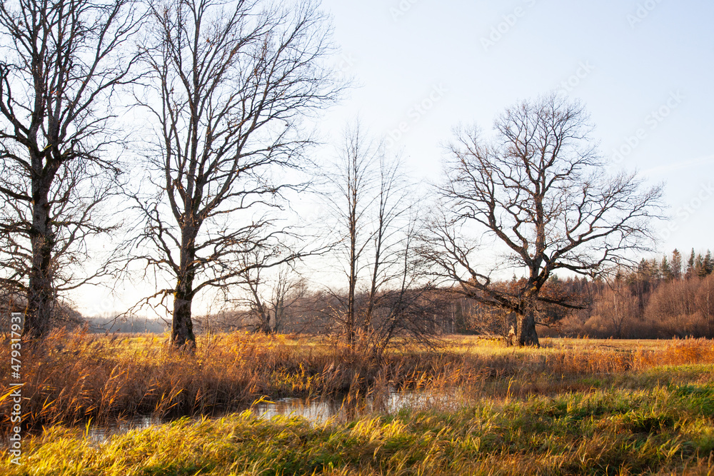 Large Oak trees next to a small river on an late autumn evening on Mulgi wooded meadow in Soomaa National Park.