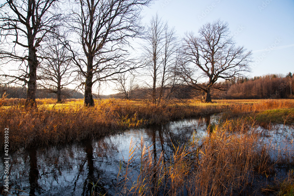Large Oak trees next to a small river on an late autumn evening on Mulgi wooded meadow in Soomaa National Park.