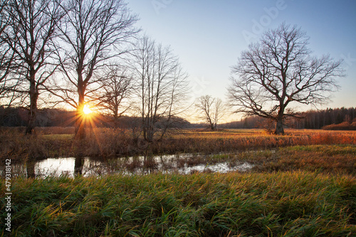 Large Oak trees during a beautiful sunset next to a small river on an late autumn evening on Mulgi wooded meadow in Soomaa National Park. photo