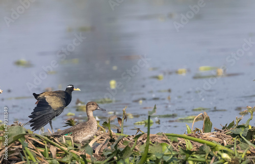 Bronze-winged jacana (Metopidius indicus) perched near water body in forest.
