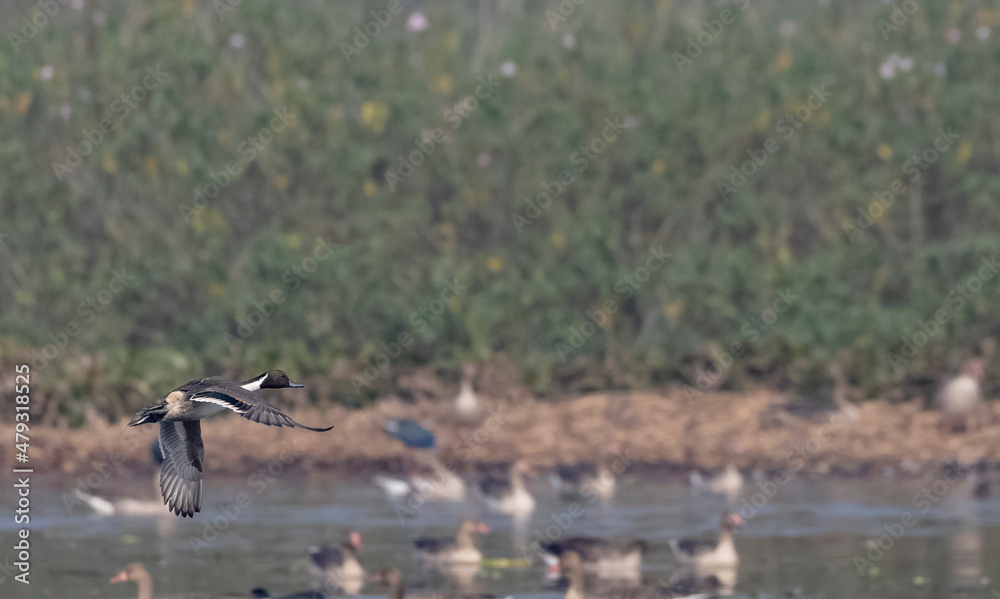 Fototapeta premium Northern pintail (Anas acuta) duck flying over water body.