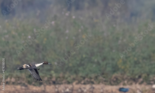 Northern pintail (Anas acuta) duck flying over water body. © Abhishek Mittal