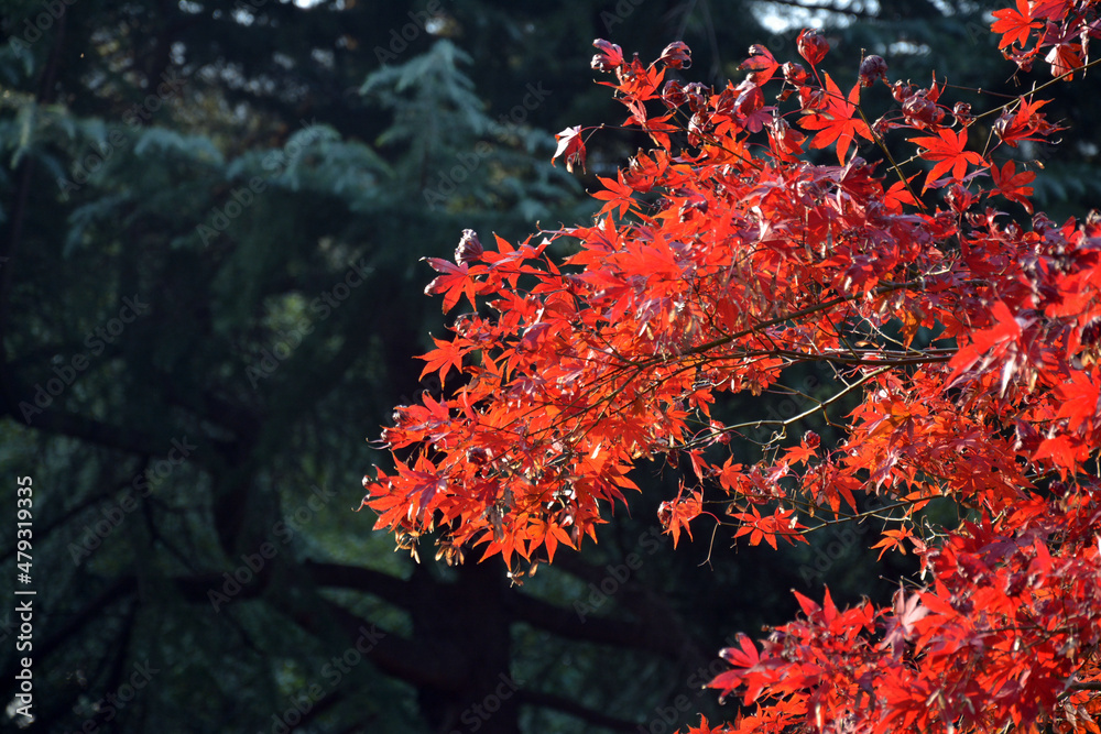 red maple leaves looks like flowers blossom in autumn sunny day