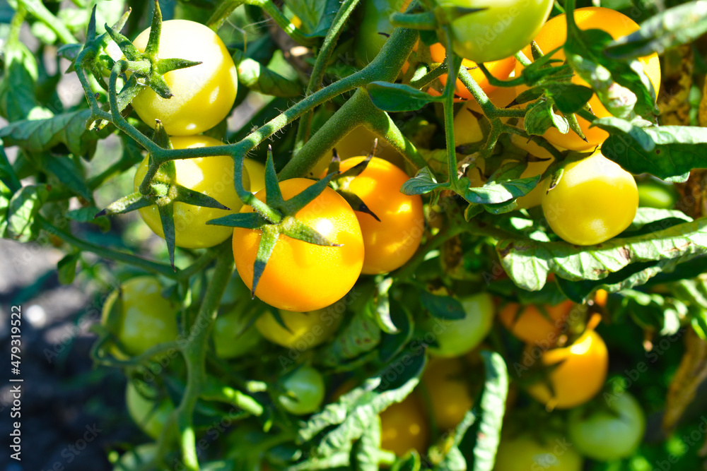 Bunches of green and ripe tomatoes in a greenhouse