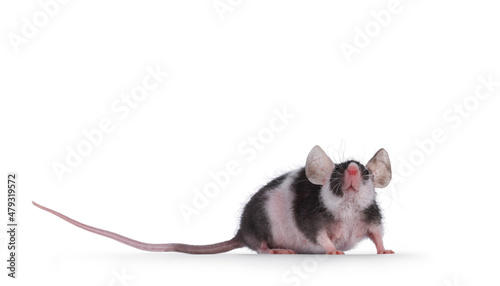 Black with white mouse with big ears, standing side ways. Looking high up towards camera. Isolated on a white background. © Nynke