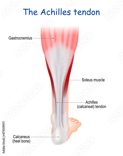 Achilles tendon. Human leg anatomy