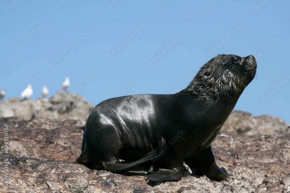 Naklejka premium Otarie à crinière / Otaria flavescens, byronia - 2008 11 14 174508 Argentine - Puerto Deseado - 1133