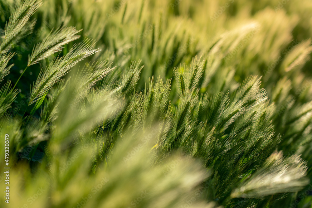 Green field in sunset light with bokeh background, awned grass in high resolution