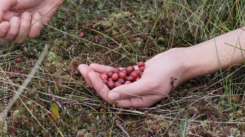 The girl picks wild berries on swamp. Unrecognizable person.  Handful of lingonberries. Hands picking fresh red cranberries in the forest from a bush. Close up view