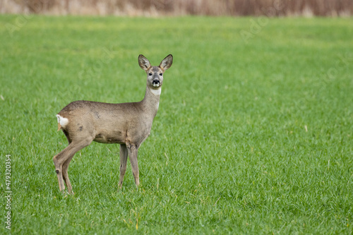 Fototapeta Naklejka Na Ścianę i Meble -  A young Roe deer, Capreolus capreolus standing on fresh grain field during autumn day in Europe. 