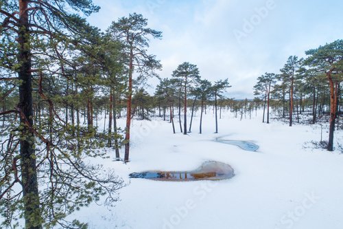 Scots pine trees in a snowy bog landscape in Soomaa National Park, Estonia.  photo