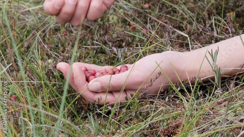 The girl picks wild berries on swamp. Unrecognizable person.  Handful of lingonberries. Hands picking fresh red cranberries in the forest from a bush. Close up view