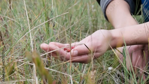 The girl picks wild berries on swamp. Unrecognizable person.  Handful of lingonberries. Hands picking fresh red cranberries in the forest from a bush. Close up view