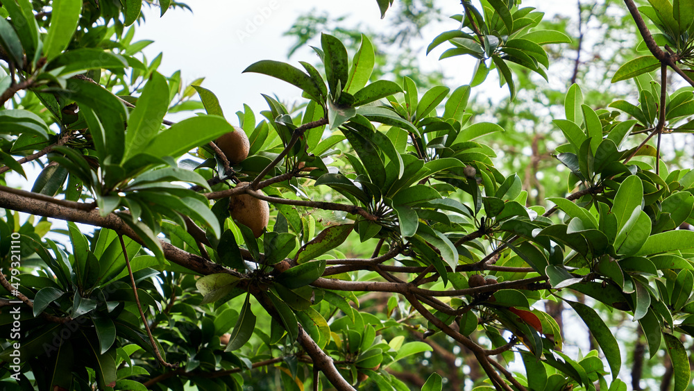 sapodilla fruit growing in the backyard sapodilla fruit growing in the backyard