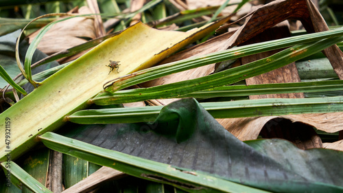 wild flies perched on the scattered trash