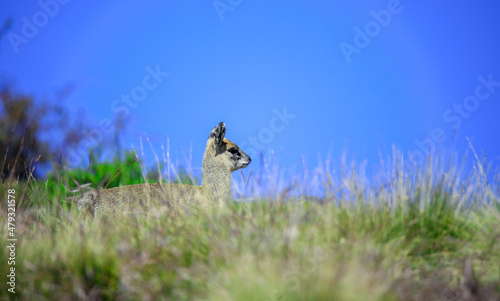 Cute and Small Antelope Klipspringer jumping on the Simien Mountains near Gondar, Ethiopia 
