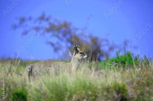 Cute and Small Antelope Klipspringer jumping on the Simien Mountains near Gondar, Ethiopia 