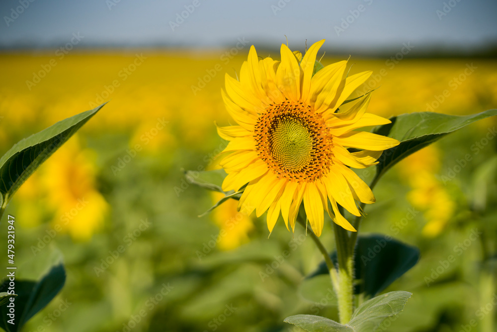 Fototapeta premium Yellow sunflowers are growing on the field.