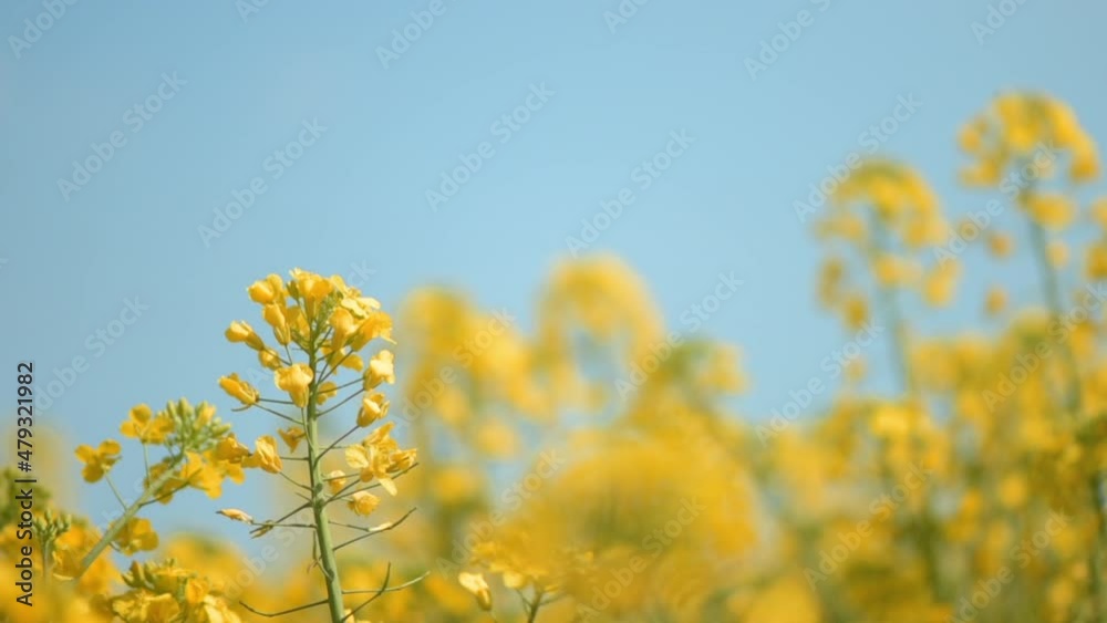 Rapeseed canola oilseed rape yellow flowers in cultivated field Rapeseed canola oilseed rape yellow flowers in cultivated field