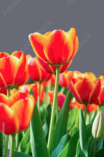 Tulip flowers in garden