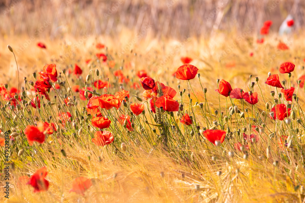 Naklejka premium Beautiful poppies and other wild flowers in summer meadow