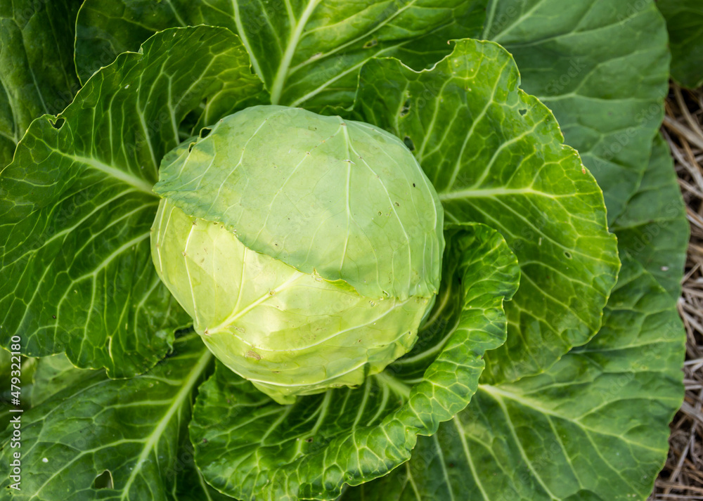 Green cabbage head in the garden Green cabbage head in the garden