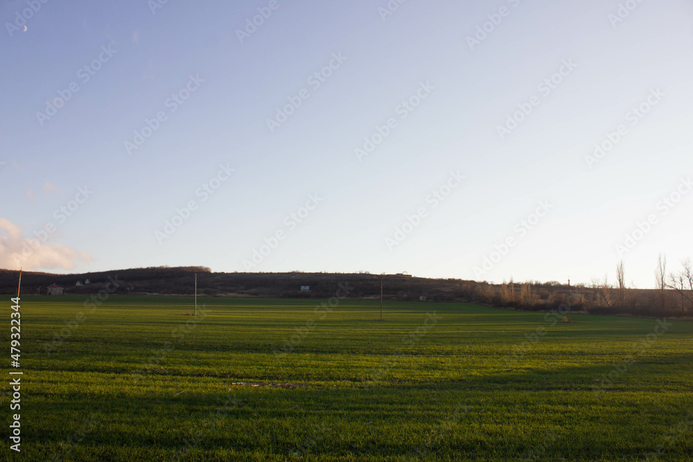 Fototapeta premium field of wheat