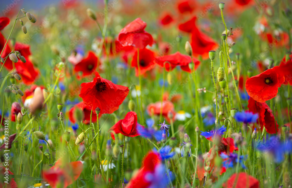 Fototapeta premium Beautiful poppies and other wild flowers in summer meadow