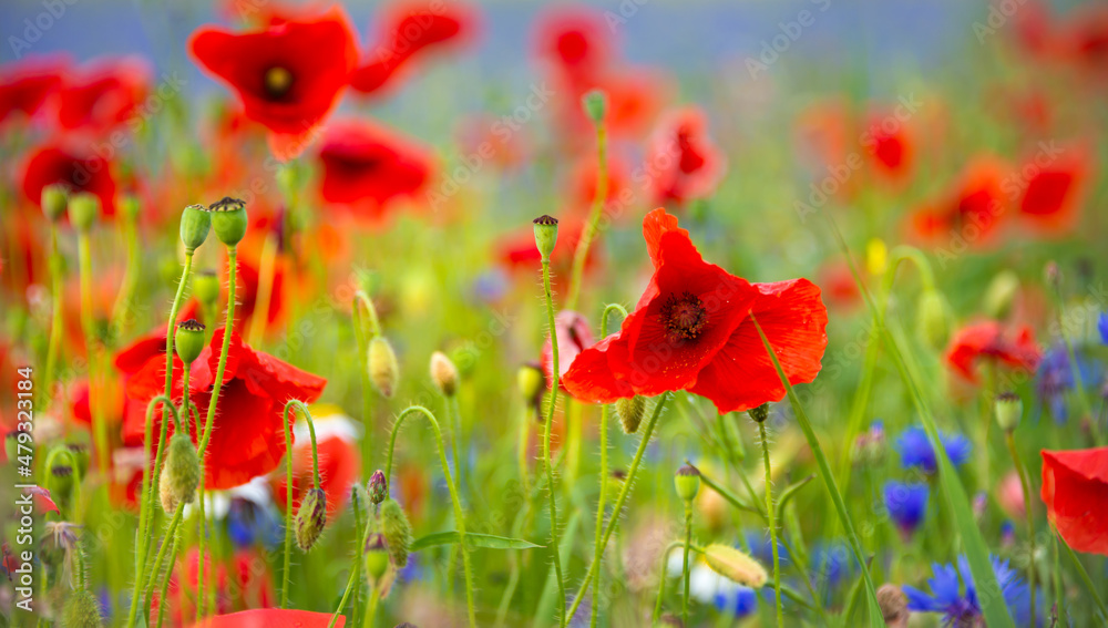 Fototapeta premium Beautiful poppies and other wild flowers in summer meadow
