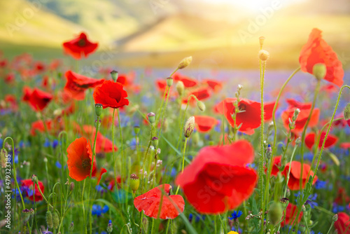 Fototapeta Beautiful poppies and other wild flowers in summer meadow