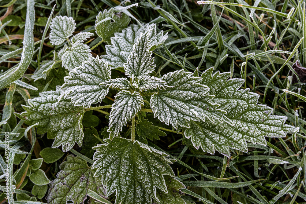 Frosty frozen nettle, a species of urticaria of the genus Urtica dioica in the family Urticaceae. Perennial herbaceous plant herbaceous plant. Stem erect, quadrangular, growing from a creeping rhizome Frosty frozen nettle, a species of urticaria of the genus Urtica dioica in the family Urticaceae. Perennial herbaceous plant herbaceous plant. Stem erect, quadrangular, growing from a creeping rhizome
