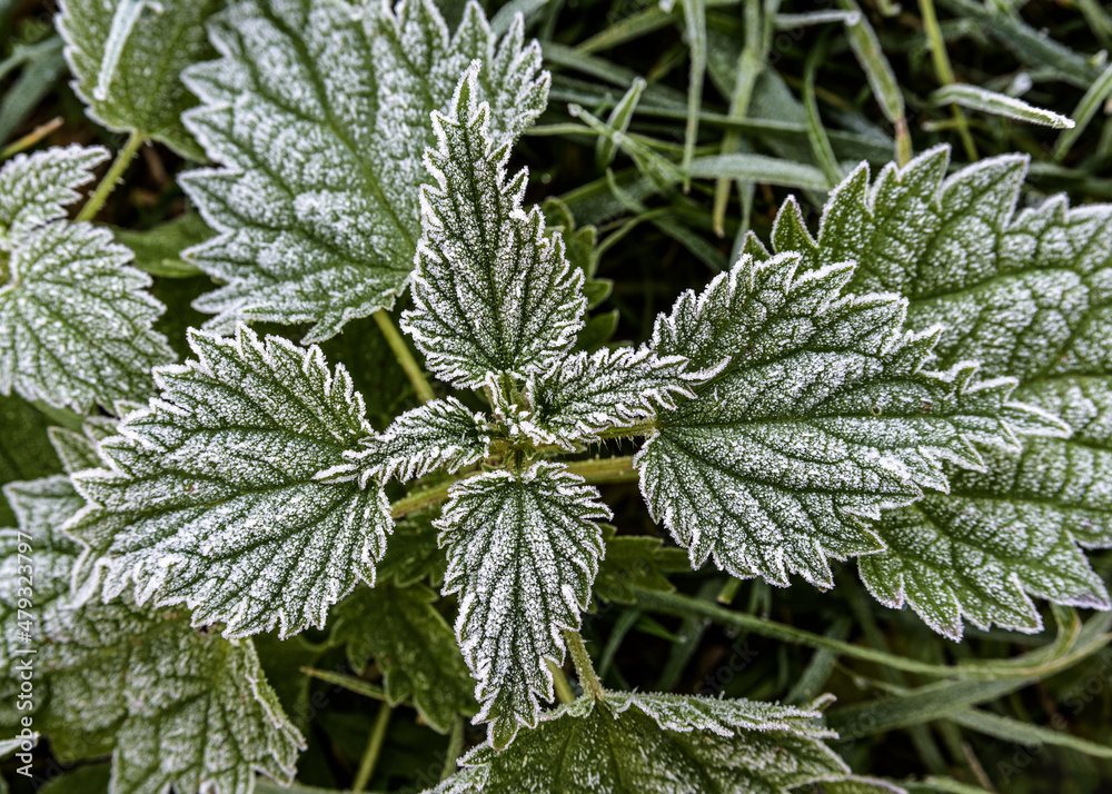 Frosty frozen nettle, a species of urticaria of the genus Urtica dioica