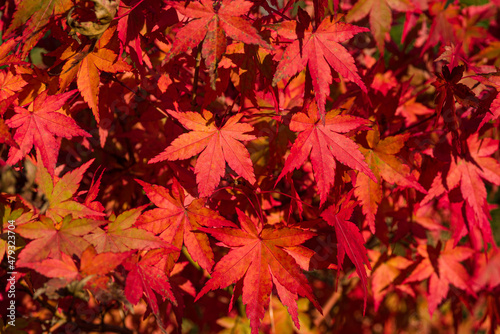 Amazing Red Maple Bonsai. Seeing a Japanese maple, fall in love with it forever! The beauty of Japanese maples culminates in the fall, when their foliage turns bright, almost stunning colors.