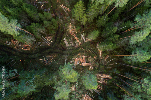 Aerial of freshly cut Spruce and Pine logs along a small muddy path through an Estonian boreal forest. 