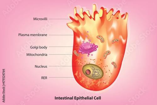Detailed structure of Intestinal Epithelial Cell (Labeled diagram of Intestinal epithelial cell) 