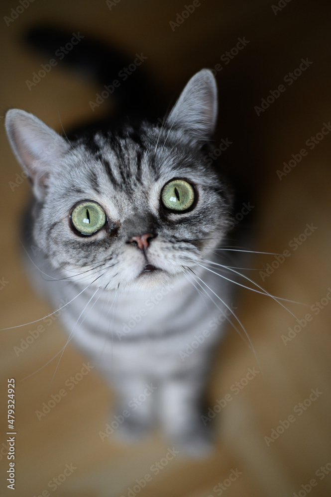 Beautiful british Shorthair silver tabby is a breed of short-haired cat. Probably the most popular variety in Europe.