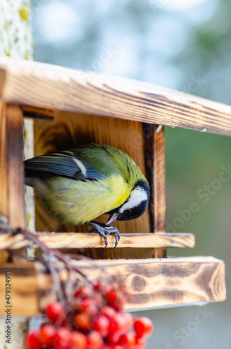 Tit - a small, lively, intelligent, clever, brave and always enterprising birds that flit from branch to branch and looking for food.
