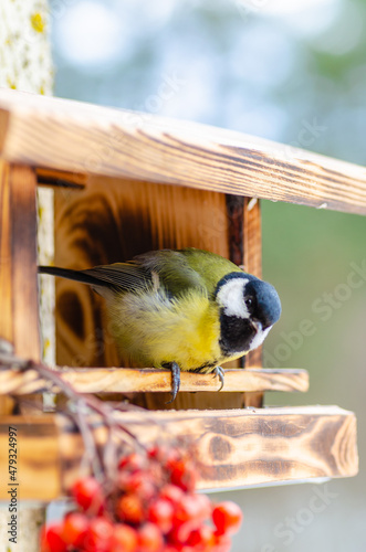 Tit - a small, lively, intelligent, clever, brave and always enterprising birds that flit from branch to branch and looking for food.

