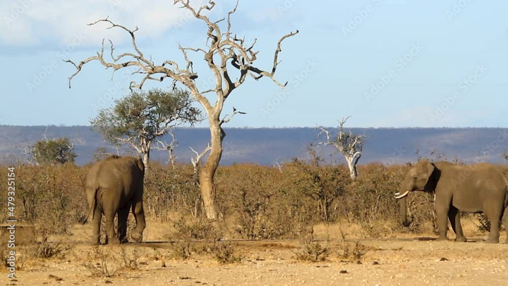 Two young African bush elephant dueling in savannah scenery in Kruger National park, South Africa ; Specie Loxodonta africana family of Elephantidae Two young African bush elephant dueling in savannah scenery in Kruger National park, South Africa ; Specie Loxodonta africana family of Elephantidae