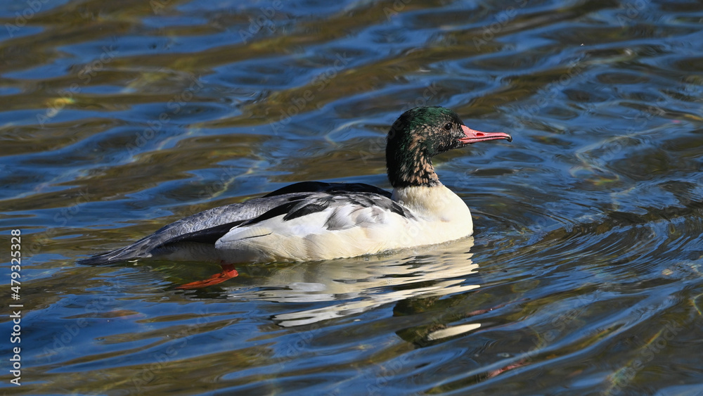 Smergo maggiore maschio che nuota sull'acqua del fiume Smergo maggiore maschio che nuota sull'acqua del fiume