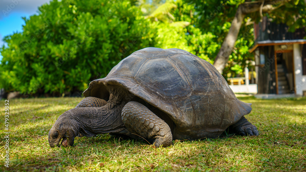 giant tortoise on curieuse island on the seychelles giant tortoise on curieuse island on the seychelles