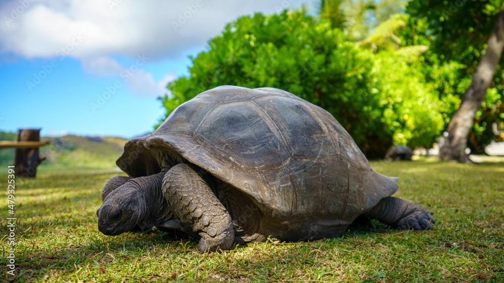 giant tortoise on curieuse island on the seychelles giant tortoise on curieuse island on the seychelles