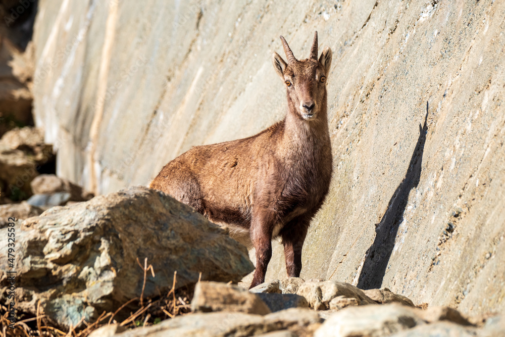 A female of alpine ibex (Capra ibex) watching the camera.Italian alps. A female of alpine ibex (Capra ibex) watching the camera.Italian alps.
