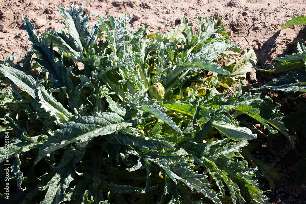 artichoke plantation in sunlight organic gardening artichoke plantation in sunlight organic gardening