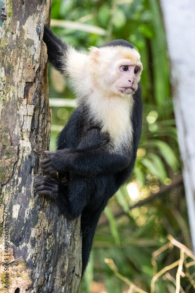Panamanian white-faced capuchin Cebus imitator, in Manuel Antonio park very tame, Costa Rica Panamanian white-faced capuchin Cebus imitator, in Manuel Antonio park very tame, Costa Rica