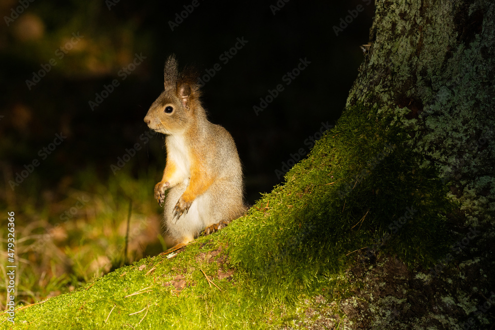 A cute Red squirrel, Sciurus vulgaris standing in spotlight on a Spruce root in Estonian boreal forest. A cute Red squirrel, Sciurus vulgaris standing in spotlight on a Spruce root in Estonian boreal forest.