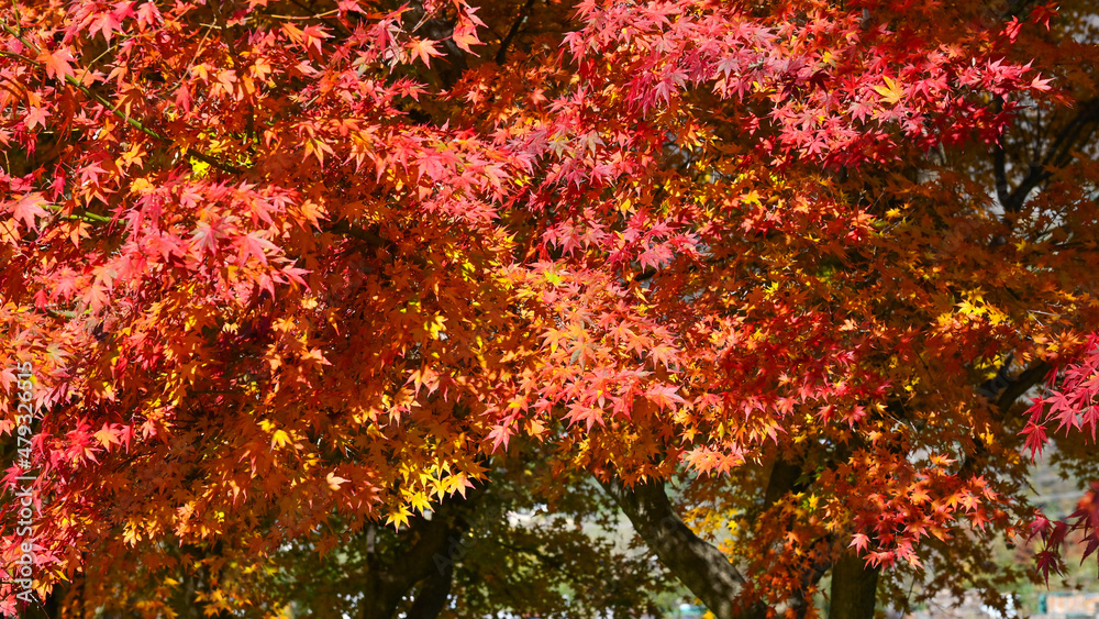 Alberi di aceri con foglie rosse, nei campi in novembre Alberi di aceri con foglie rosse, nei campi in novembre