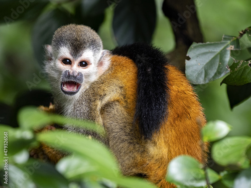 Fototapeta Naklejka Na Ścianę i Meble -  Central American squirrel monkey Saimiri oerstedii, small agile monkey, this species lives only in Central America, Costa Rica