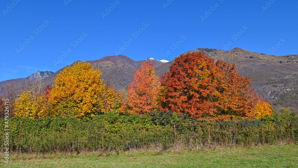 Alberi di aceri con foglie rosse, nei campi in novembre
